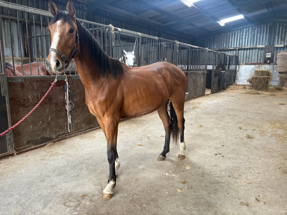 3yr old filly conticco crusing - Image 1