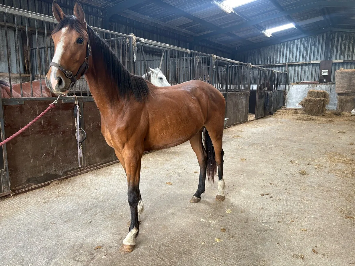 3yr old filly conticco crusing - Image 2