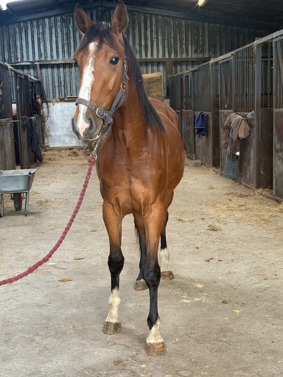 3yr old filly conticco crusing - Image 3