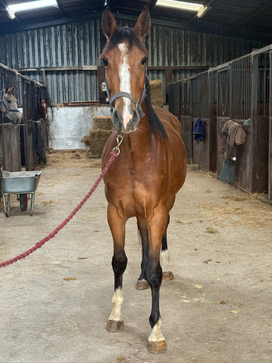 3yr old filly conticco crusing - Image 4