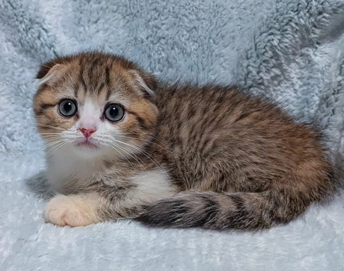Scottish fold kitten - Image 1