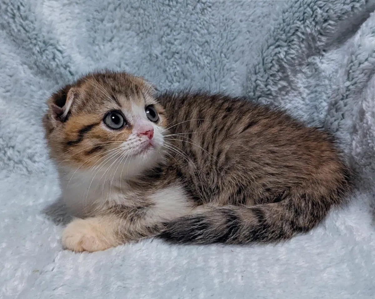 Scottish fold kitten - Image 2