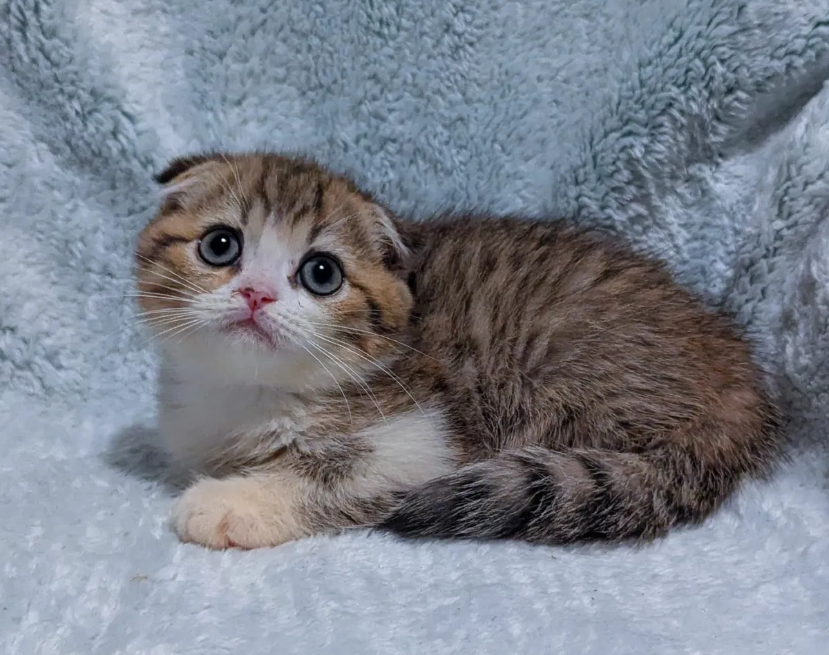 Scottish fold kitten - Image 3