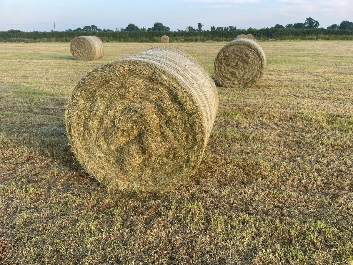 Round bales of hay - Image 1