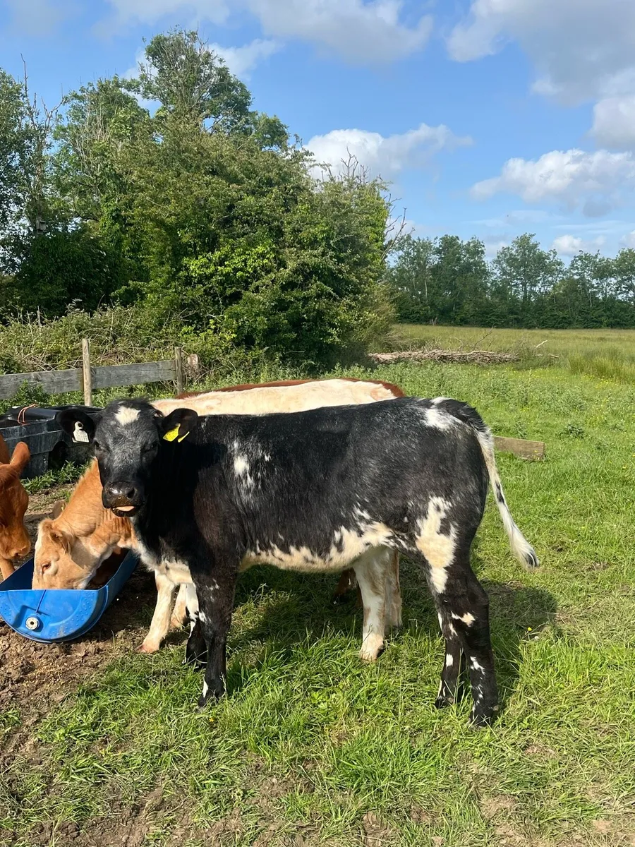 4 super heifers - Image 2