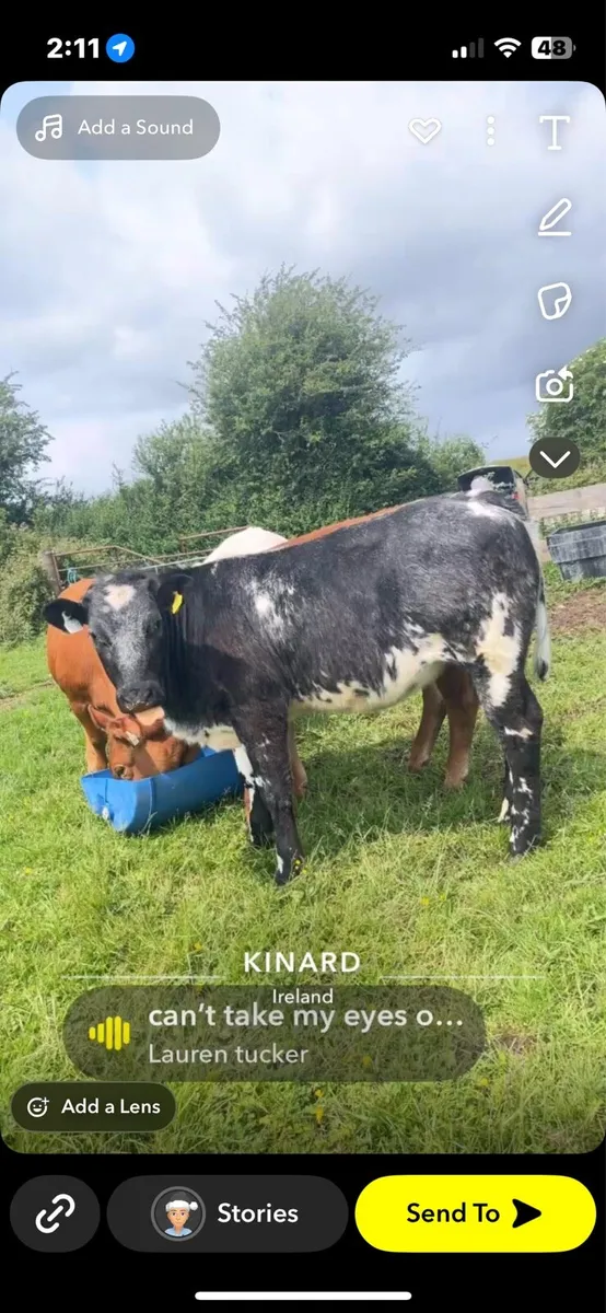 4 super heifers - Image 3