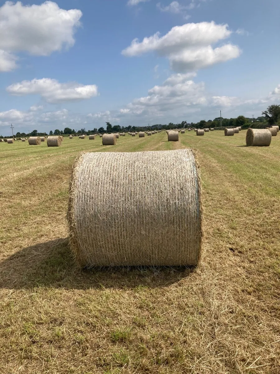 Hay for sale - Image 3