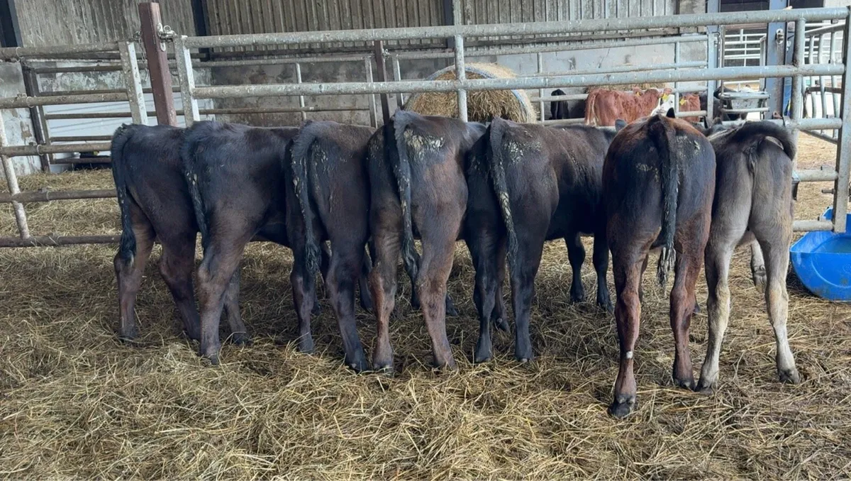 16 Super AA reared heifer calves - Image 1