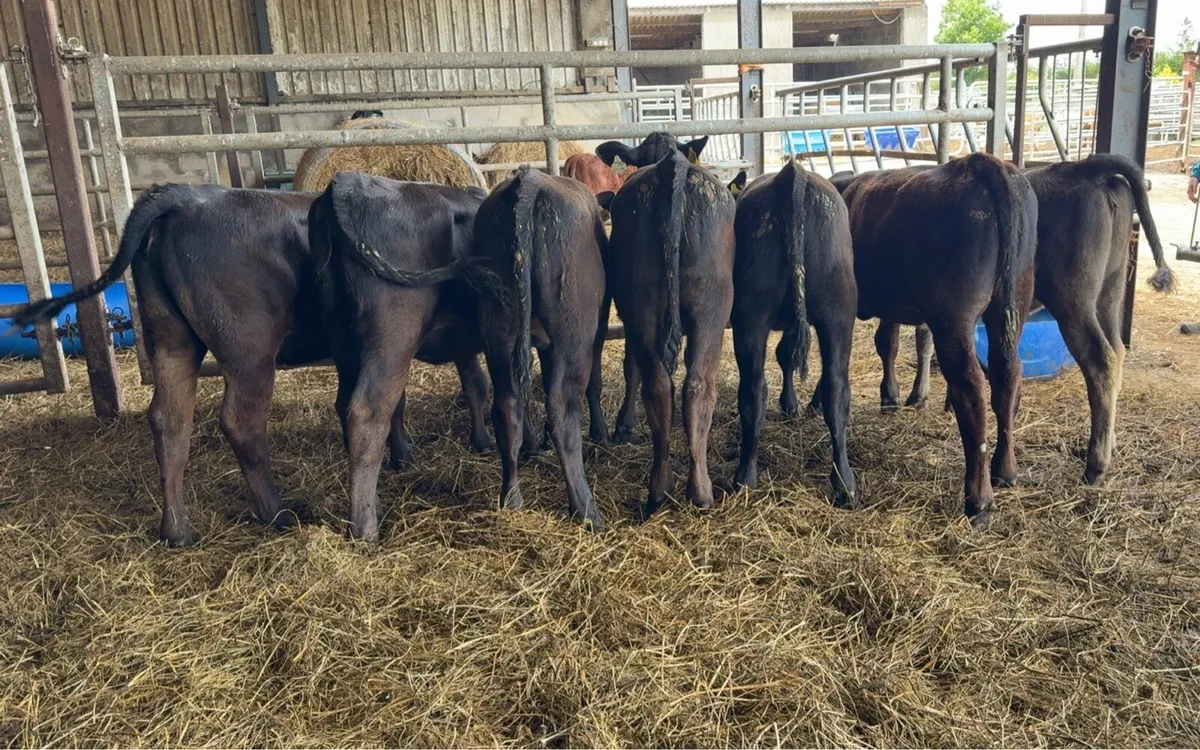 16 Super AA reared heifer calves - Image 2