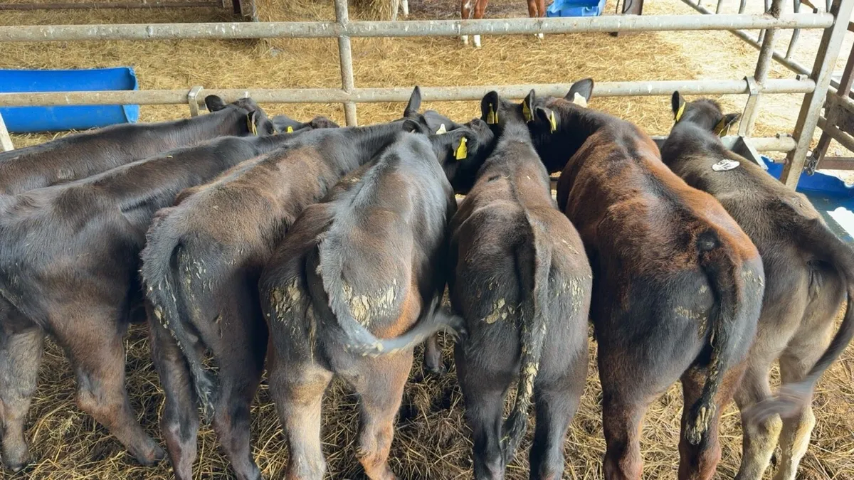16 Super AA reared heifer calves - Image 3