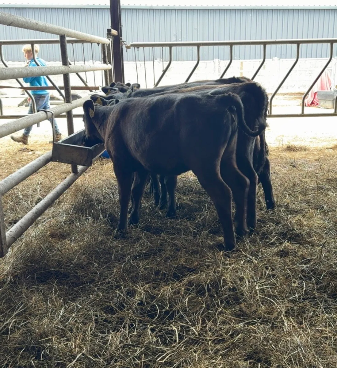16 Super AA reared heifer calves - Image 4