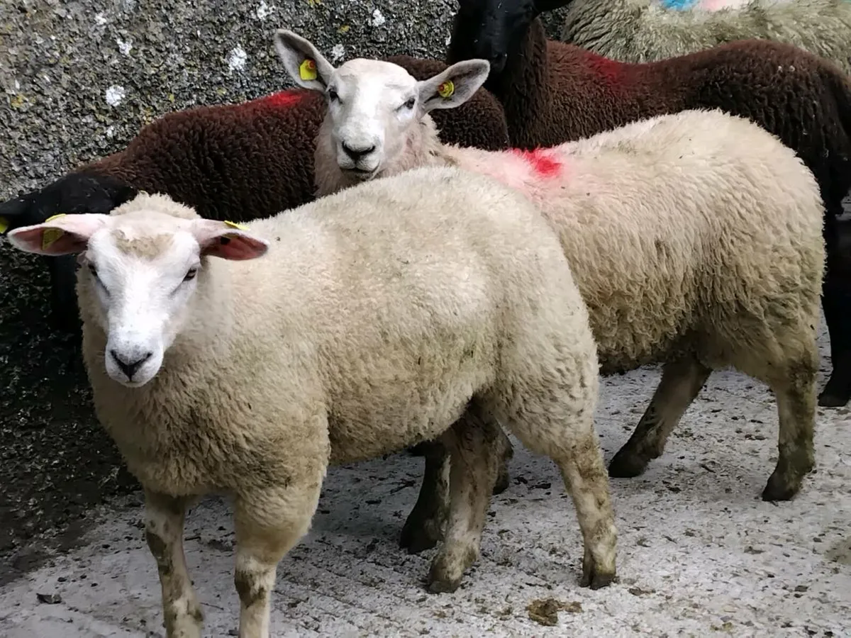 60 Quality Store Lambs - Image 2