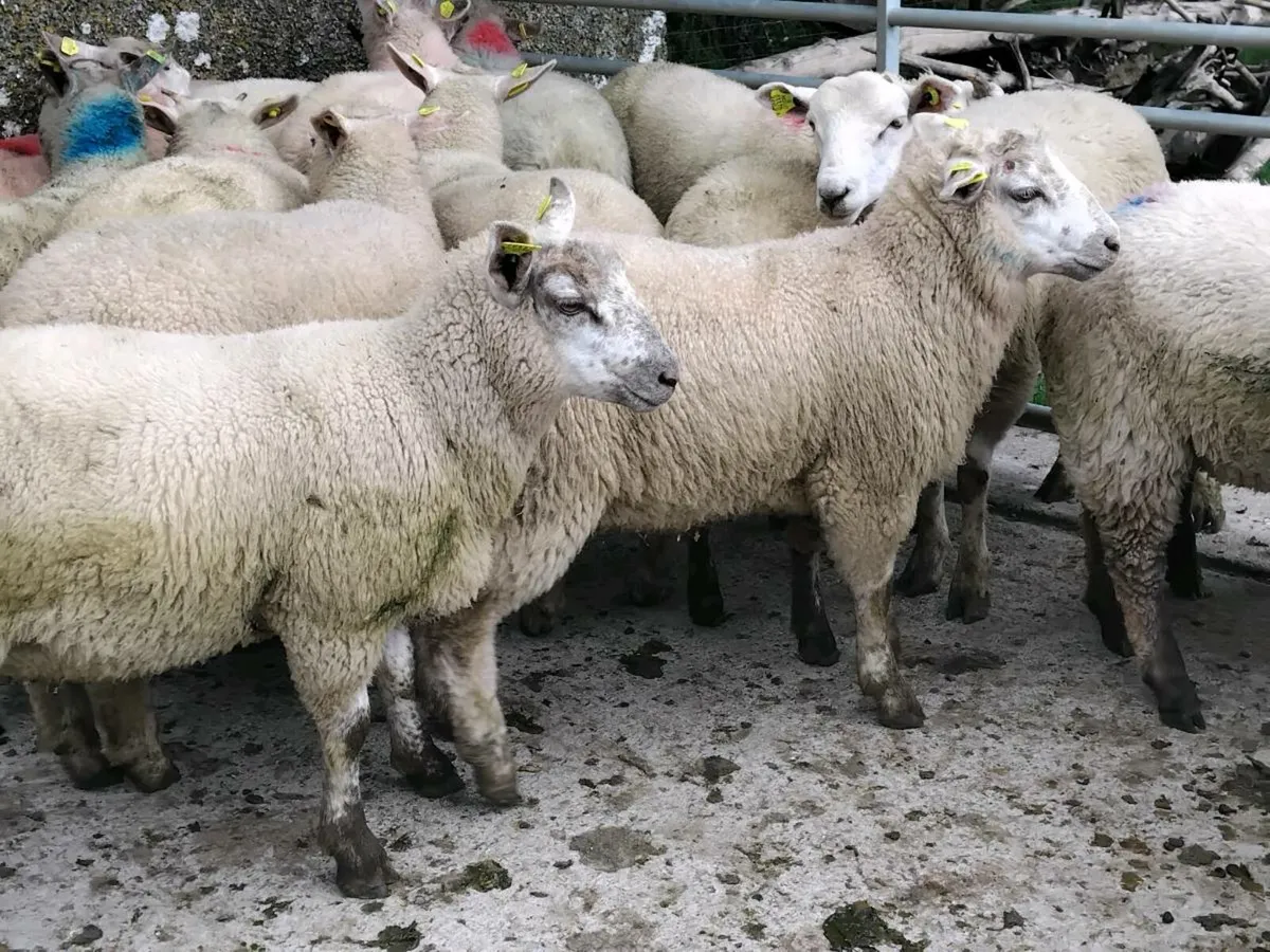 60 Quality Store Lambs - Image 3