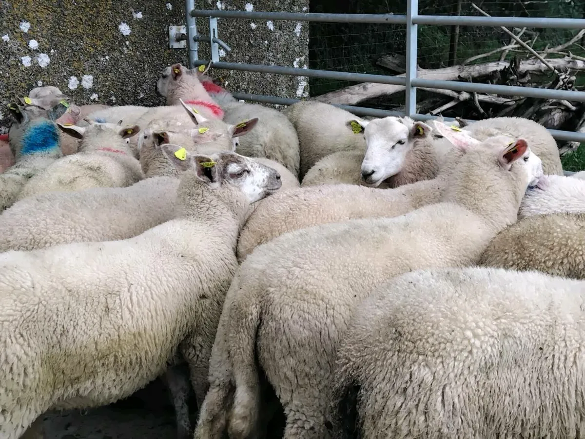 60 Quality Store Lambs - Image 4