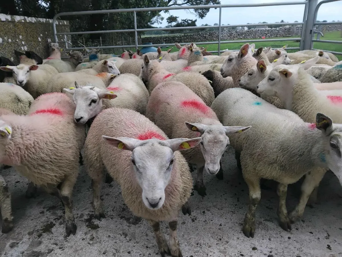 60 Quality Store Lambs - Image 1