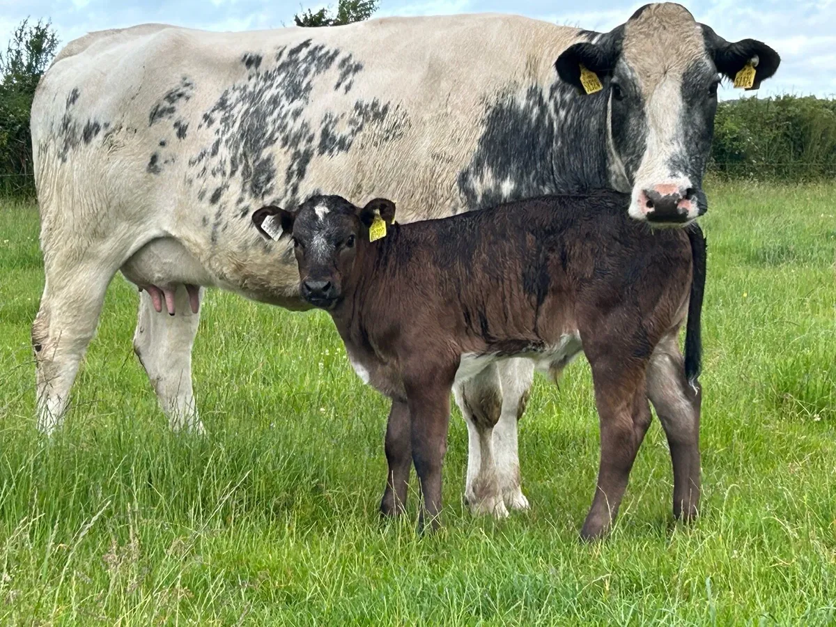 4 5 star cows and calf’s ⭐️⭐️⭐️⭐️⭐️ - Image 1
