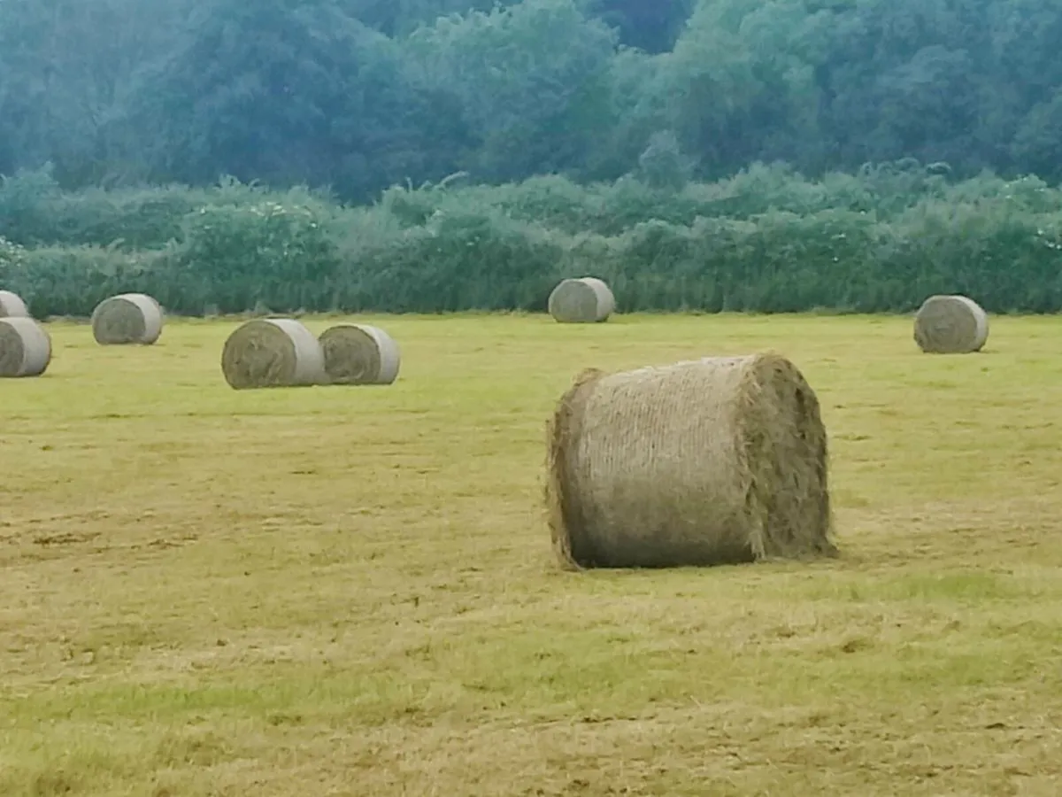 Hay - Image 1