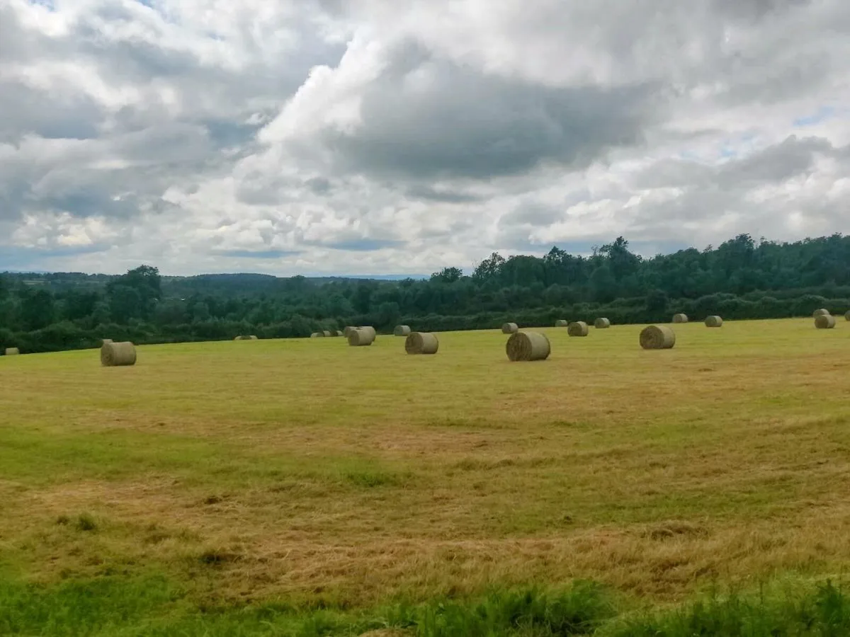 Hay - Image 2