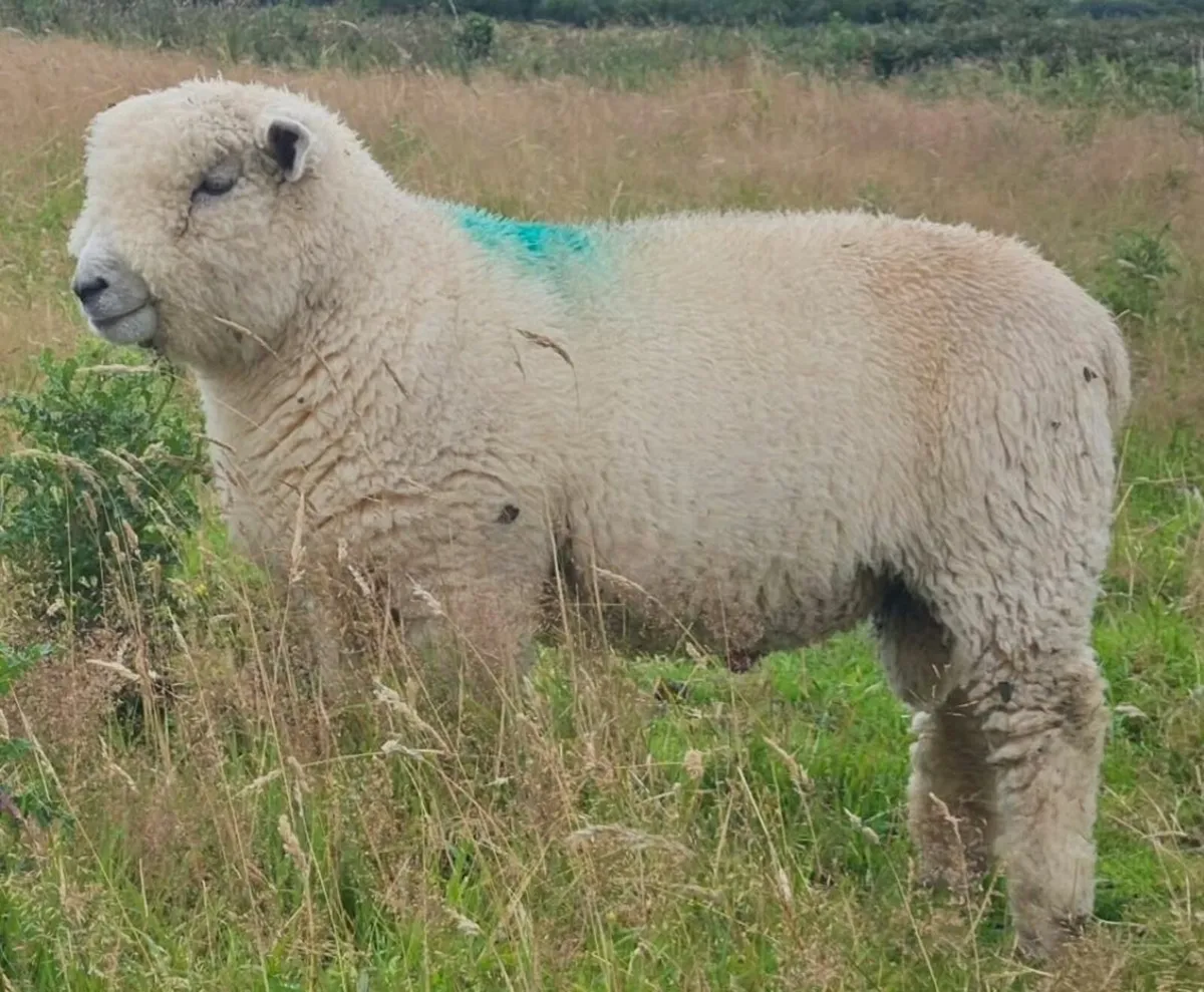 Ryeland Sheep - Image 1