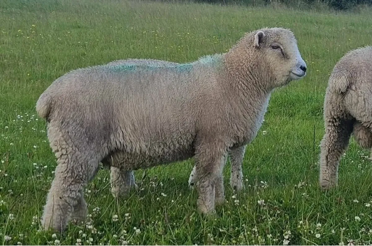 Ryeland Sheep - Image 2