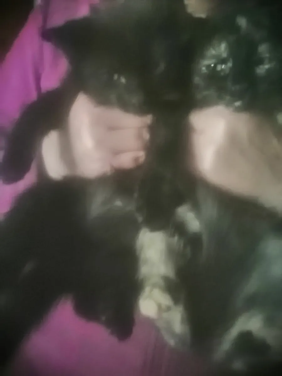 Kittens - Image 1