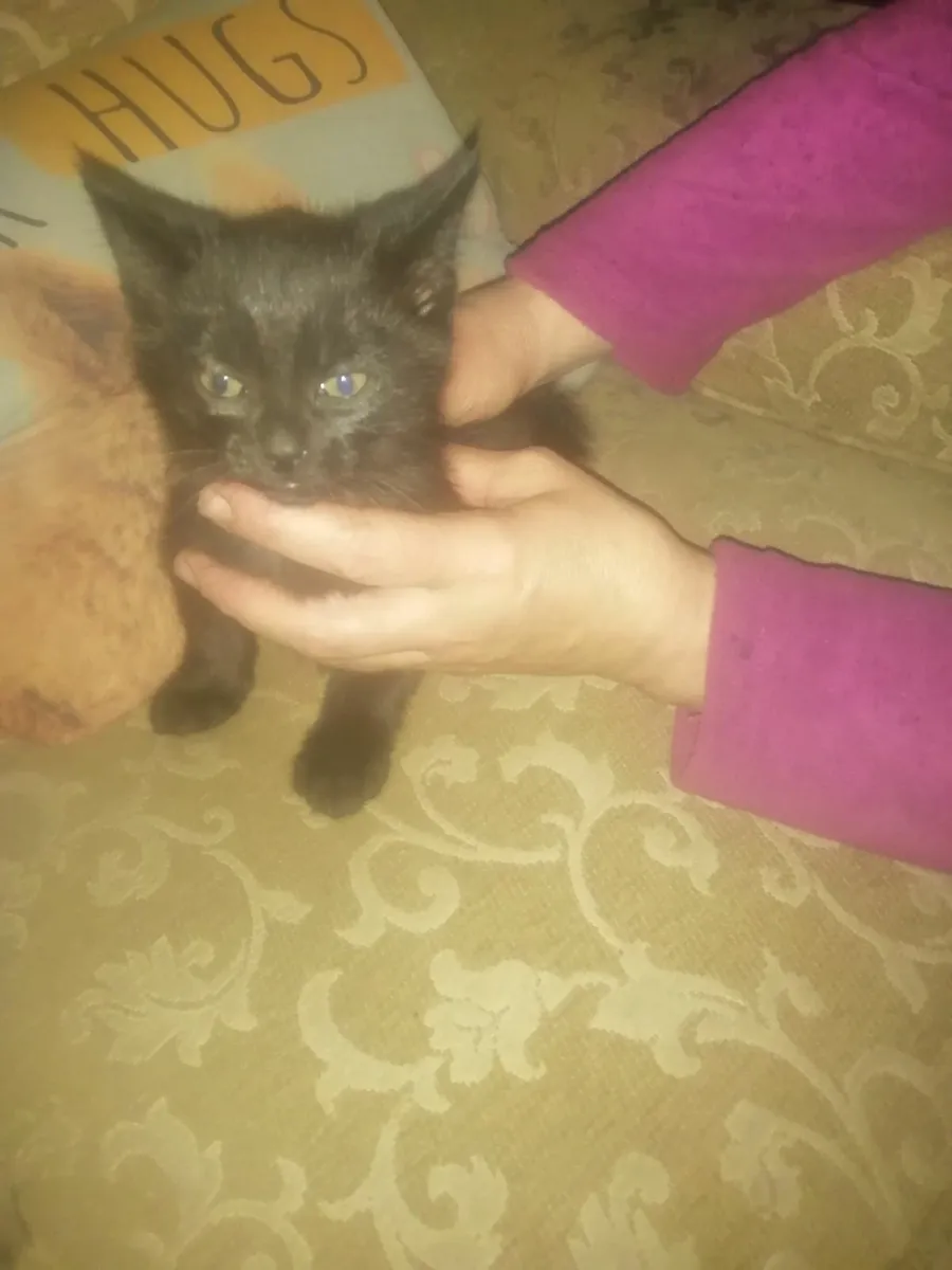 Kittens - Image 2