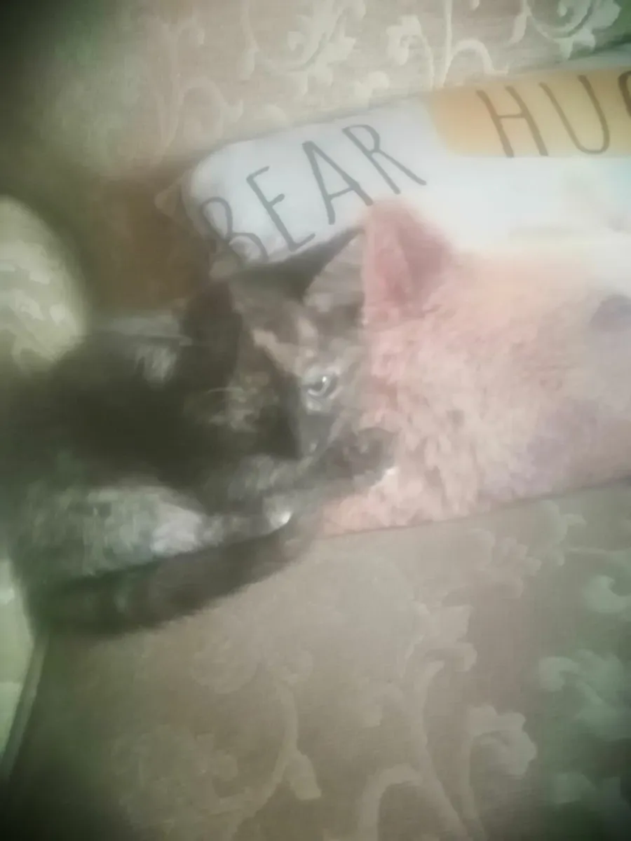 Kittens - Image 3