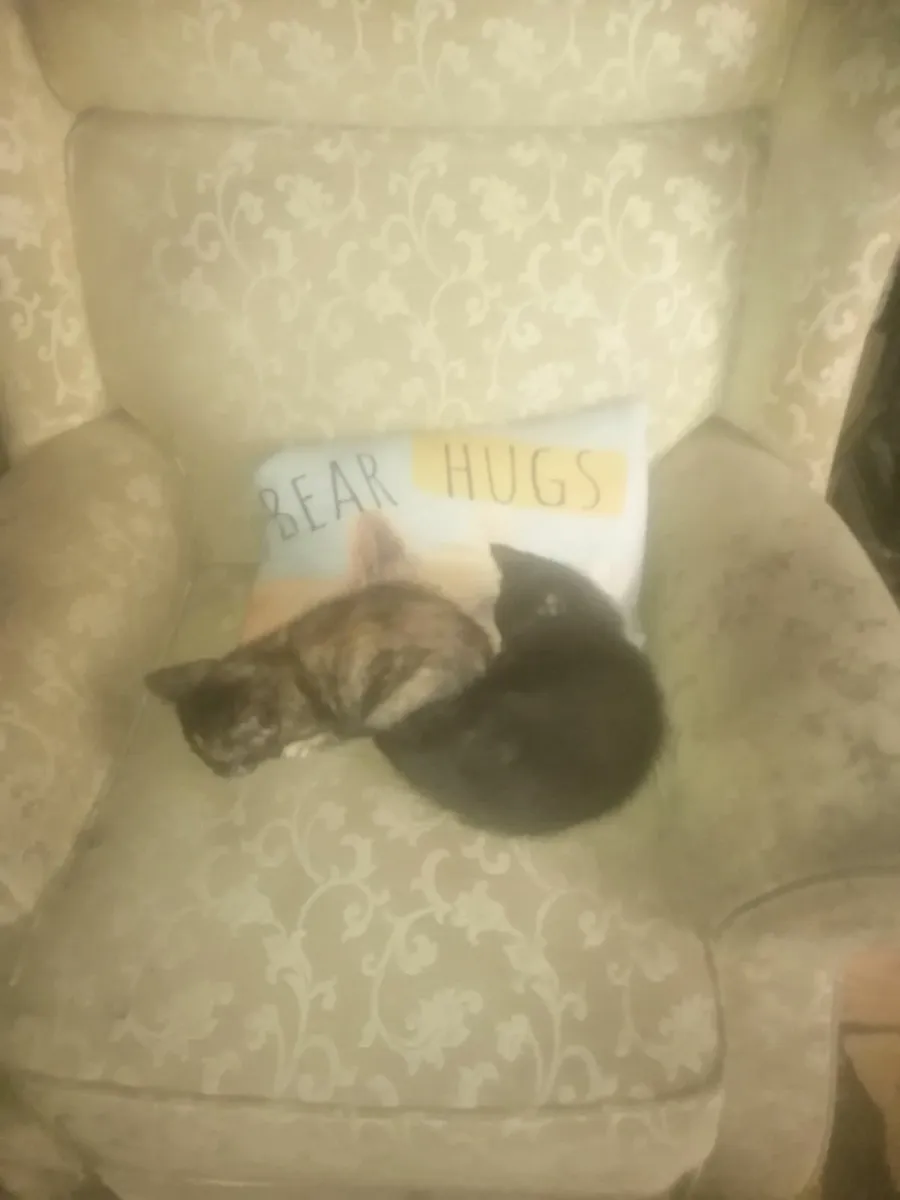 Kittens - Image 4