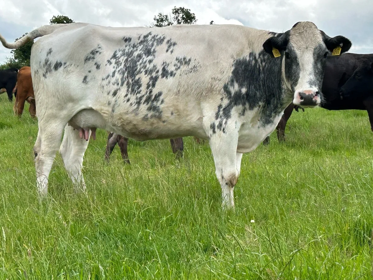4 5 star cows and calf’s ⭐️⭐️⭐️⭐️⭐️ - Image 3
