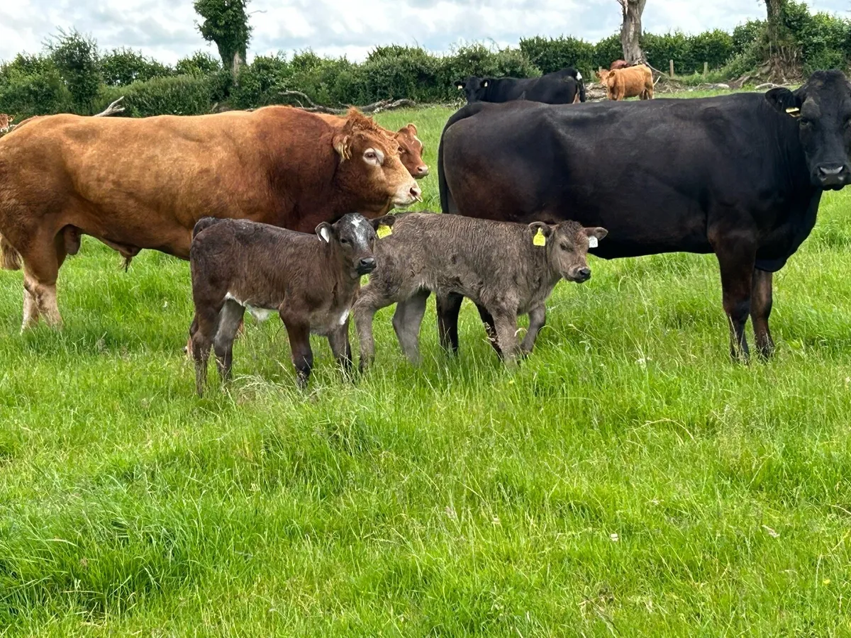 4 5 star cows and calf’s ⭐️⭐️⭐️⭐️⭐️ - Image 4