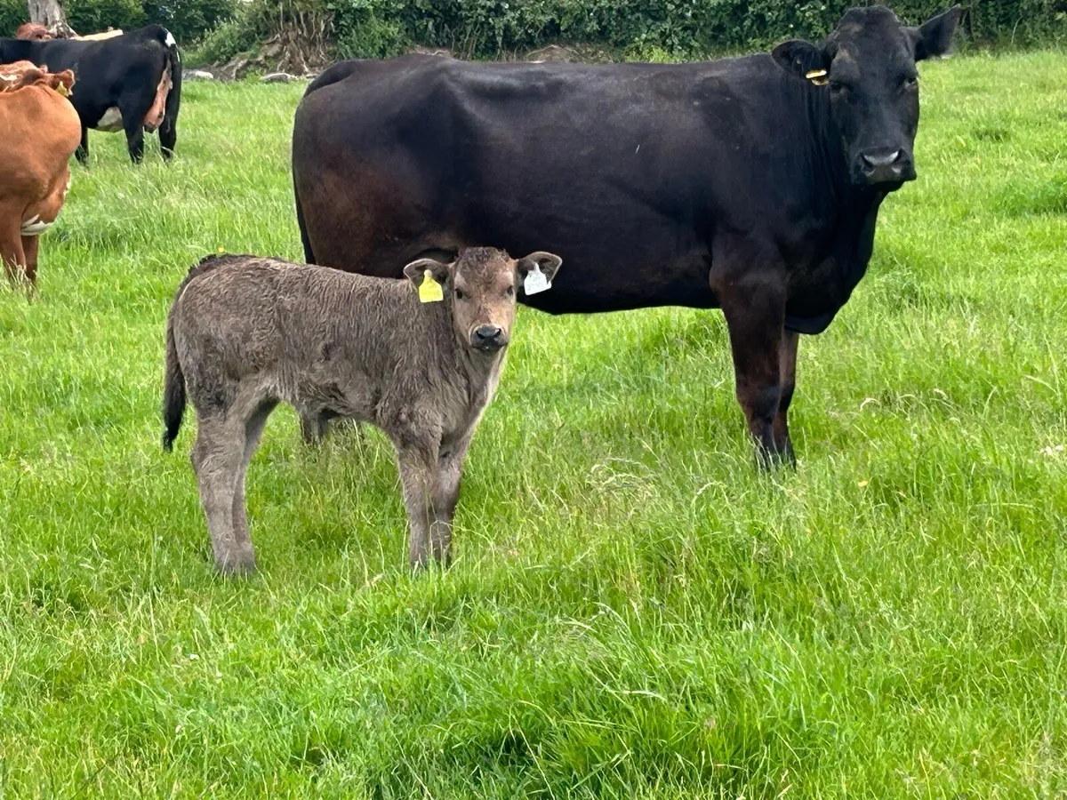 4 5 star cows and calf’s ⭐️⭐️⭐️⭐️⭐️ - Image 2