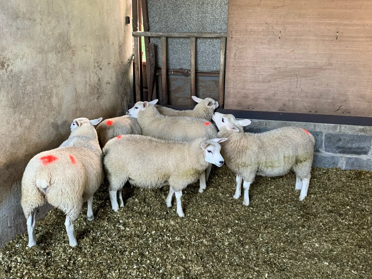 Texel ewe lambs/hoggets wanted - Image 2