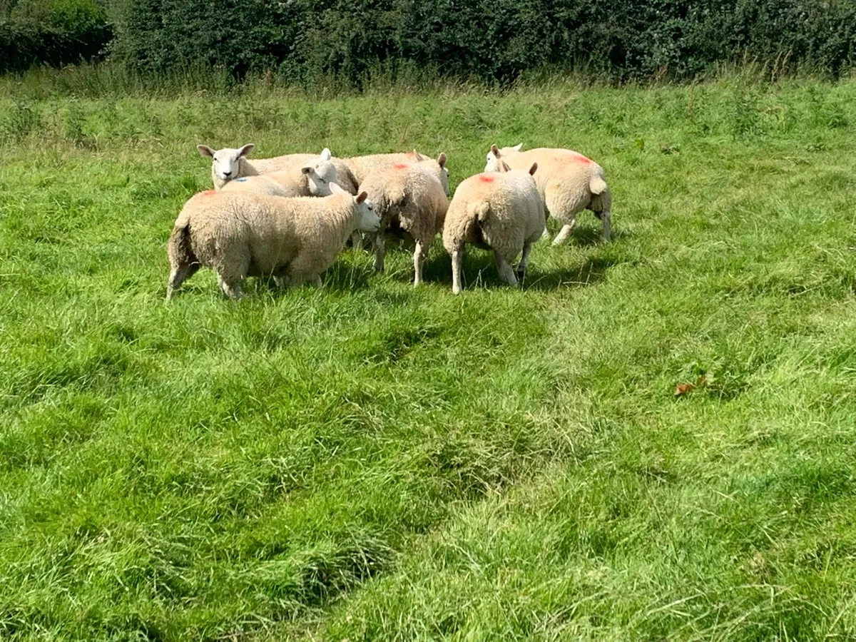 Texel ewe lambs/hoggets wanted - Image 3