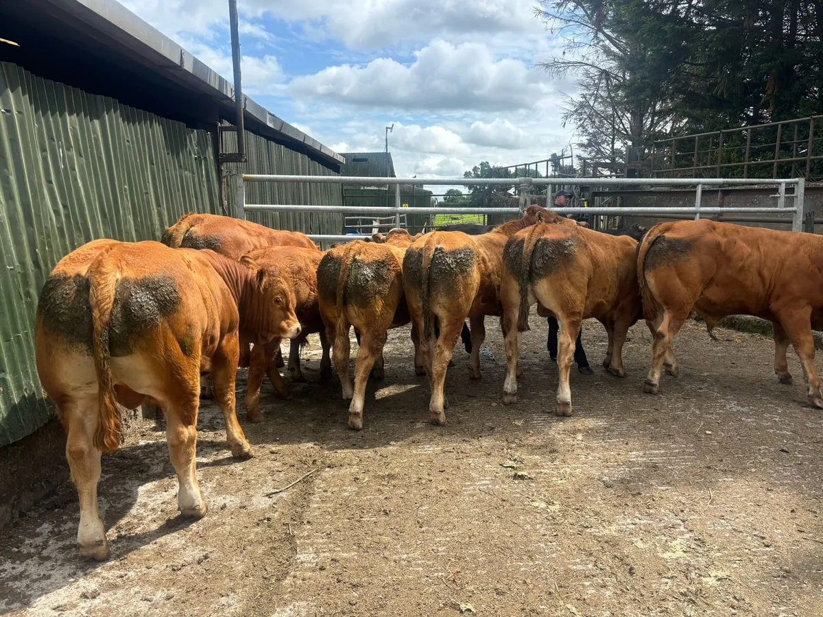 Limousin Bulls x 8 Carnaross mart Tues 24th June - Image 1