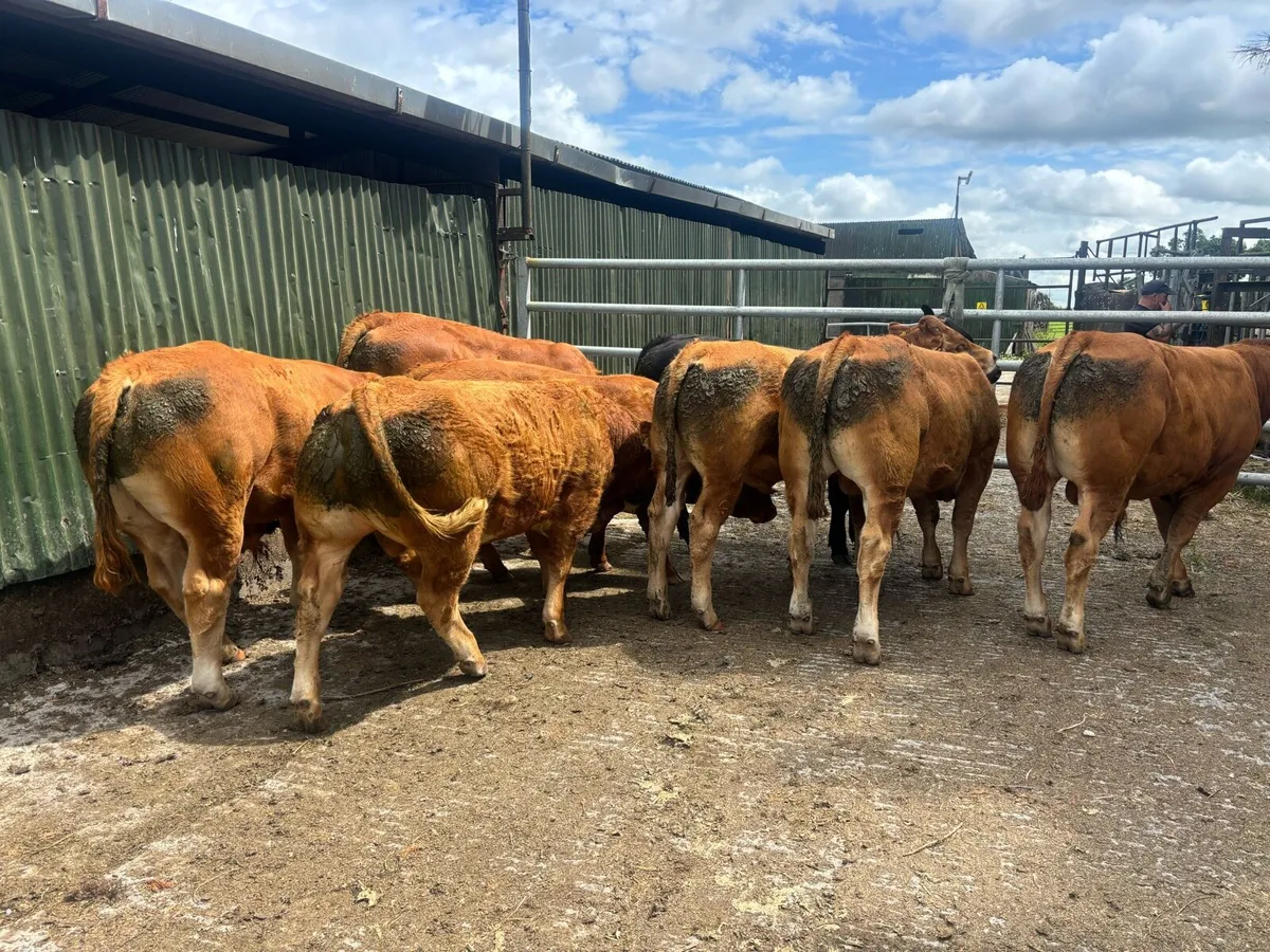 Limousin Bulls x 8 Carnaross mart Tues 24th June - Image 2