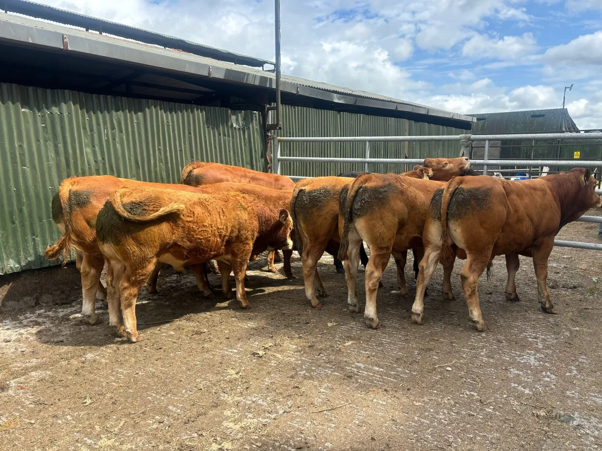 Limousin Bulls x 8 Carnaross mart Tues 24th June - Image 3