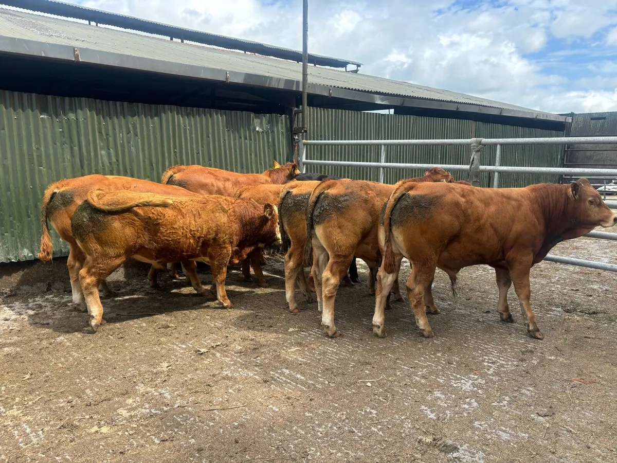 Limousin Bulls x 8 Carnaross mart Tues 24th June - Image 4