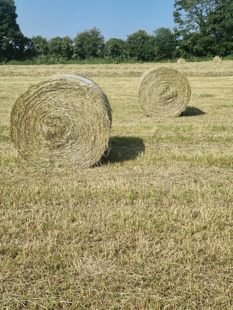 First cut hay - Image 1