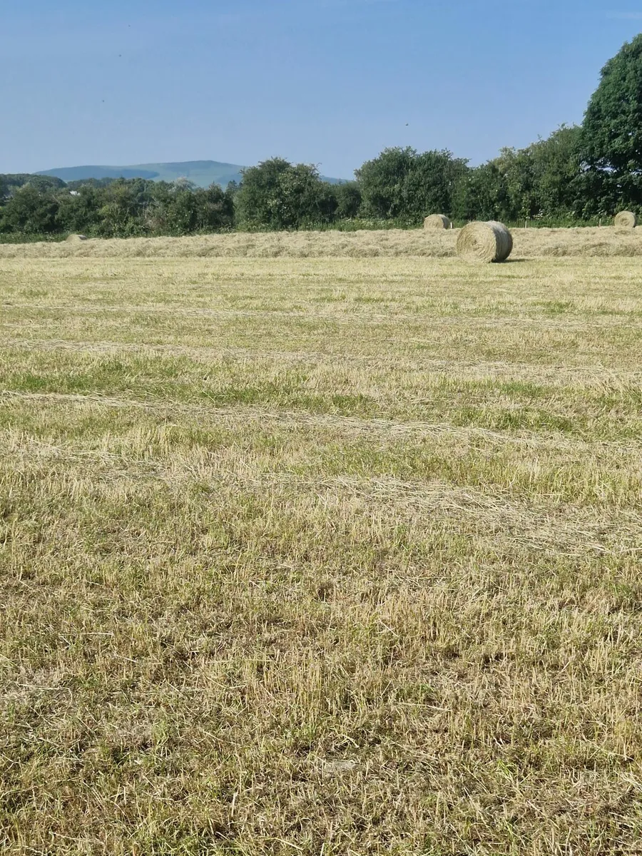 First cut hay - Image 2