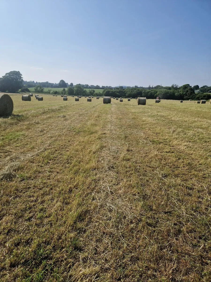 First cut hay - Image 3