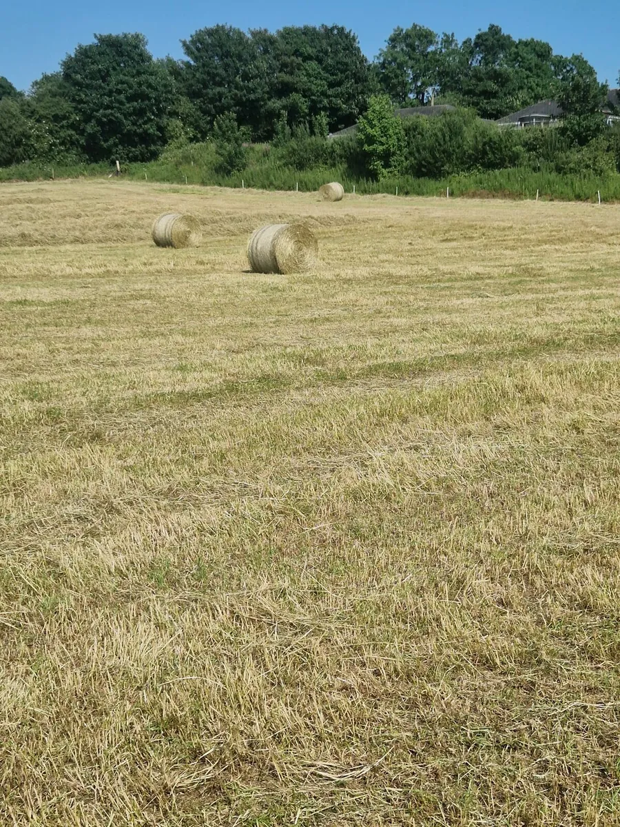 First cut hay - Image 4