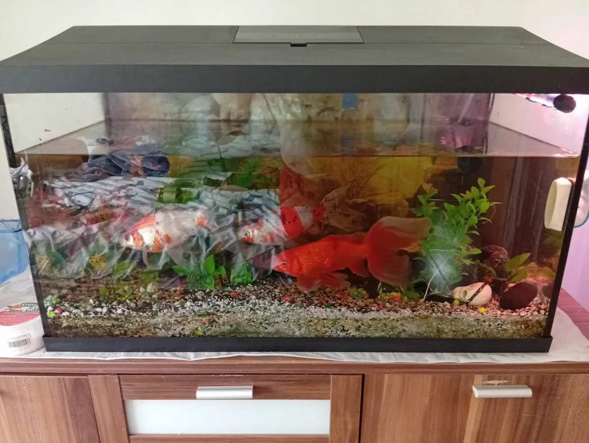 Quality Fish Tank with cabinet 105Ltr full set - Image 4
