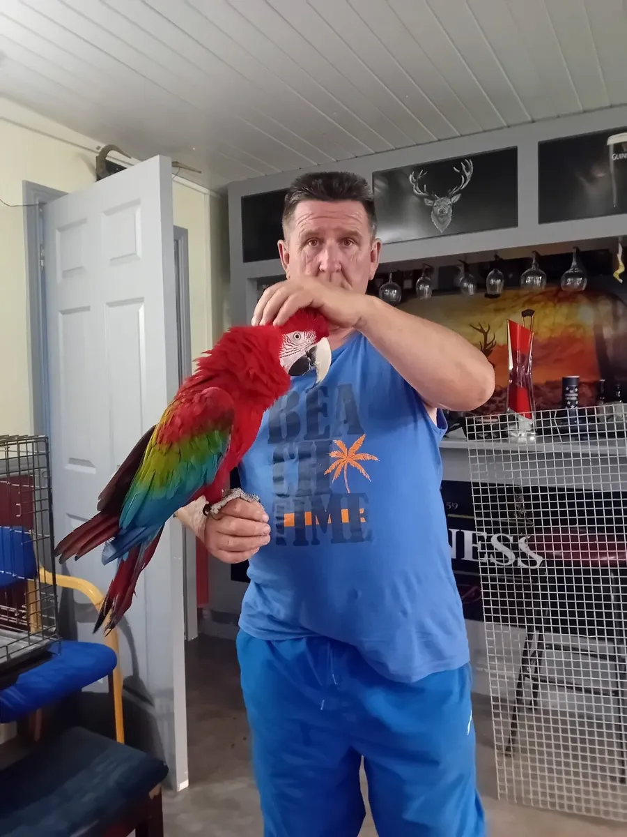 Macaw - Image 1