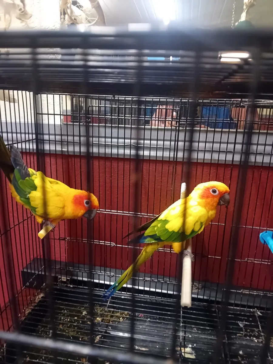 Macaw - Image 2