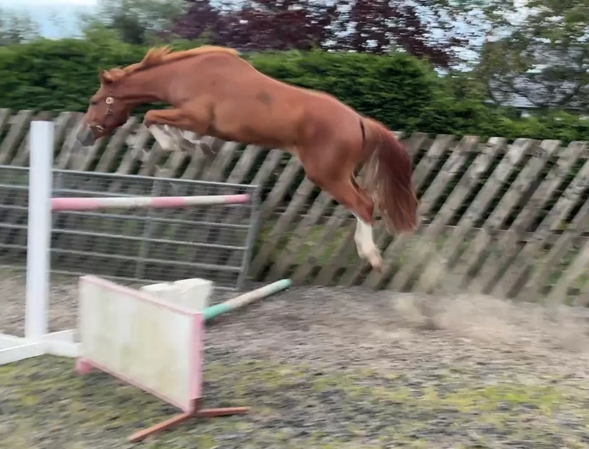 3 year old Dignified Gelding - Image 1