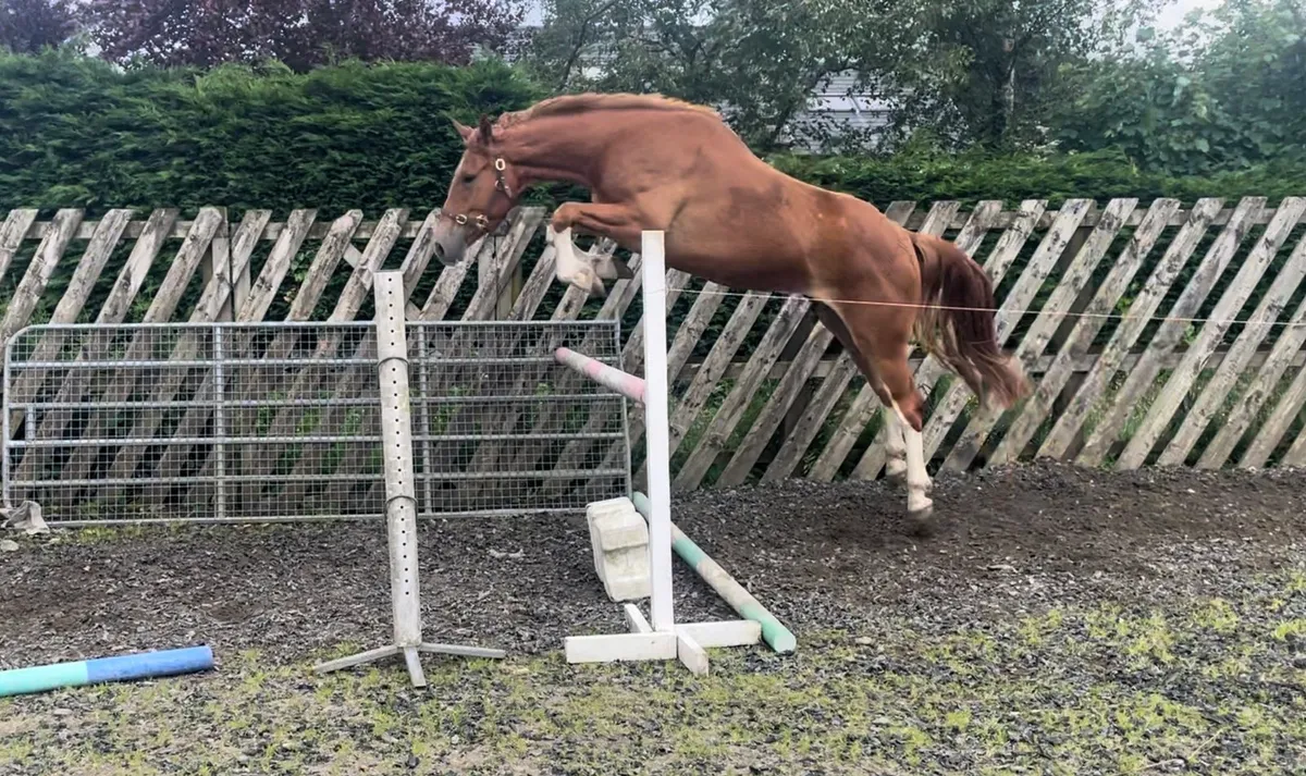 3 year old Dignified Gelding - Image 2
