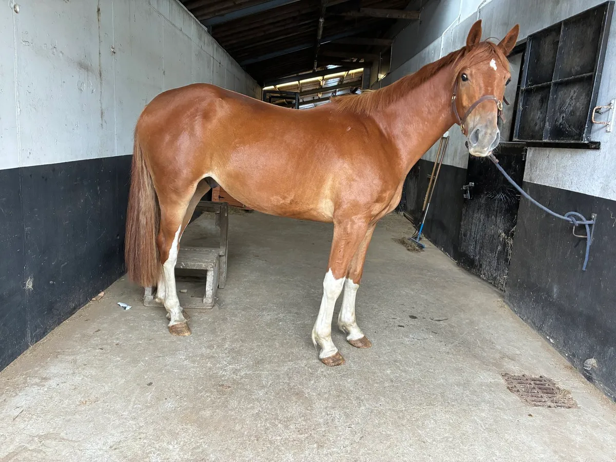 3 year old Dignified Gelding - Image 3