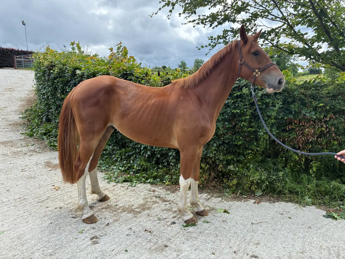 3 year old Dignified Gelding - Image 4