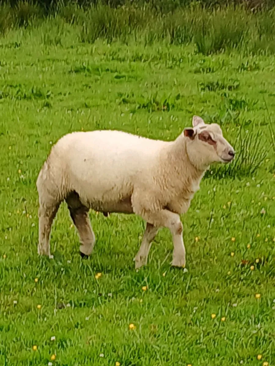 Charollais ram lamb - Image 2