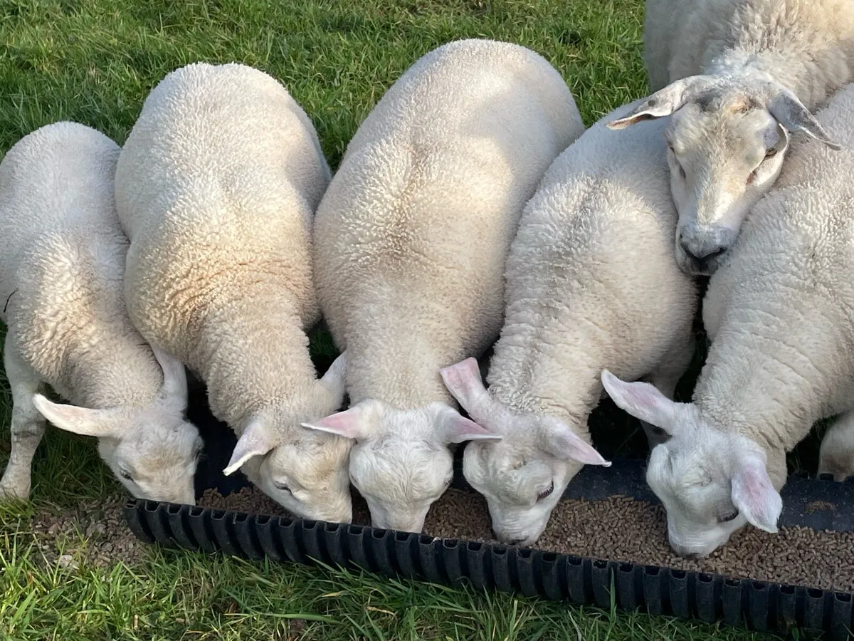 Texel ewe lambs/hoggets wanted - Image 1